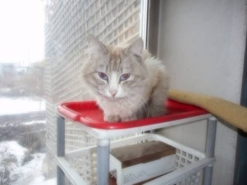 Кошечки в добрые руки бесплатно