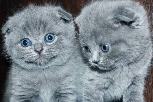 Продам вислоухих клубных котят