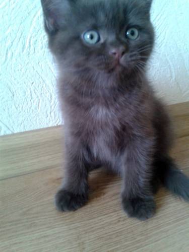 Шотландский шоколадный котёнок