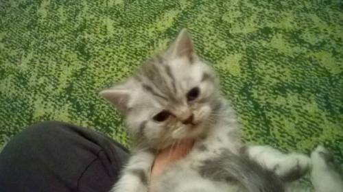 Шотландский прямоухий котик
