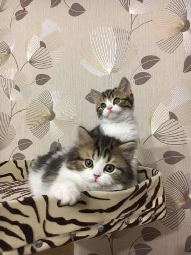 котята шотландской вислоухой