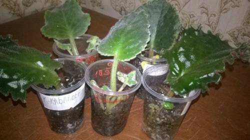 укоренённые листики фиалочек