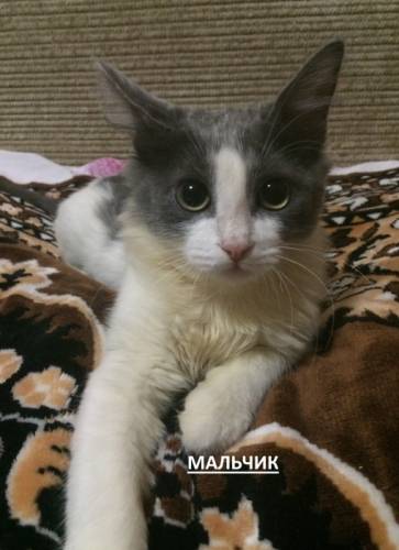 котята оптом и в розницу 