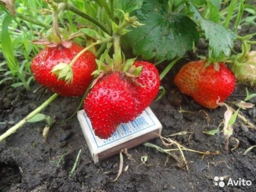 Продаю розетки ремонтантной клубники и Гигантелы в Воронеже.
