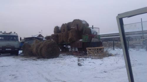 Сено в рулонах 500кг.