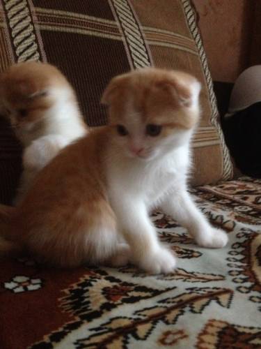 Шотландские вислоухие котята