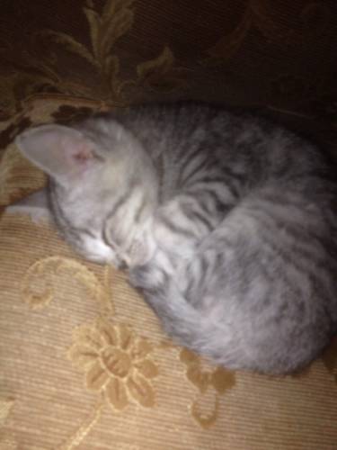 отдам маленького котёнка. комплект: 2 миски, лоток(туалет) наполнитель для туале
