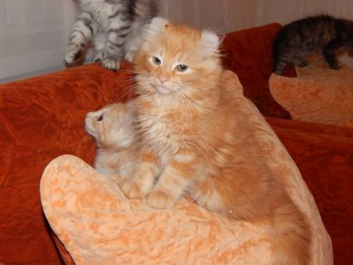 Котята “Американский кёрл“