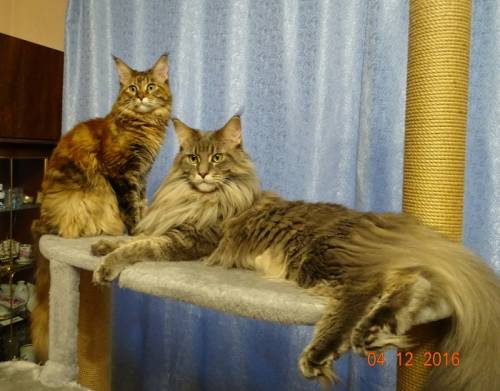Коты мейн Кун,котята от Еврочемпиона