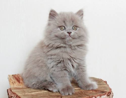 милые британские котята