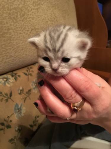 Замечательные британские котята 