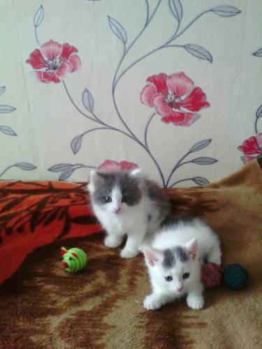 Отдам в добрые руки котят.