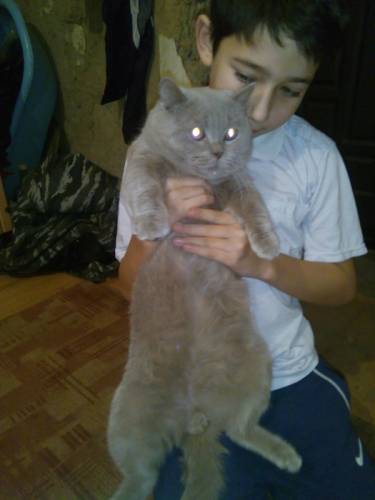 кот ждет девочку