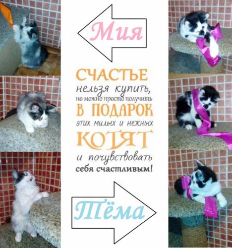 Котятки в добрые руки