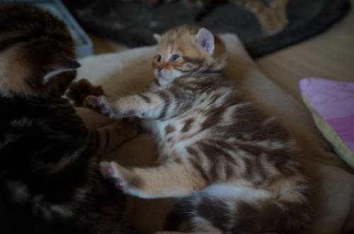 шотландские мраморные котята