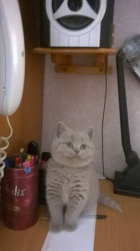 британец лиловый котик