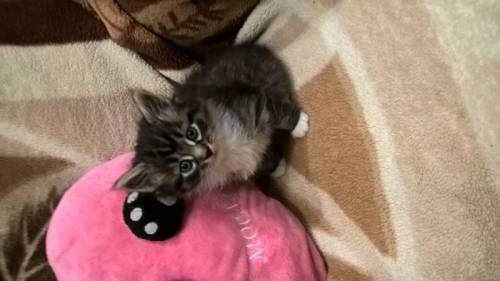 котята британцы:симпатичные кошечки