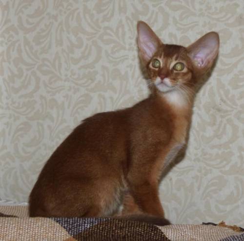 абиссинский котик сорель 