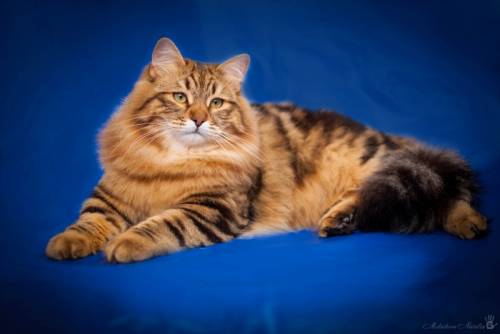 Чистокровные сибирские котята
