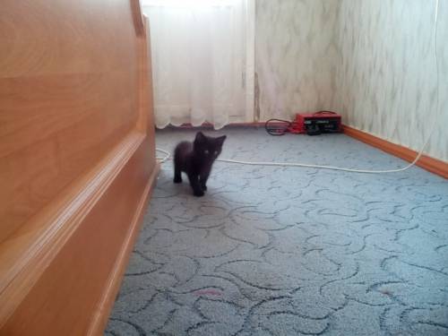 Отдам котёнка в добрые руки