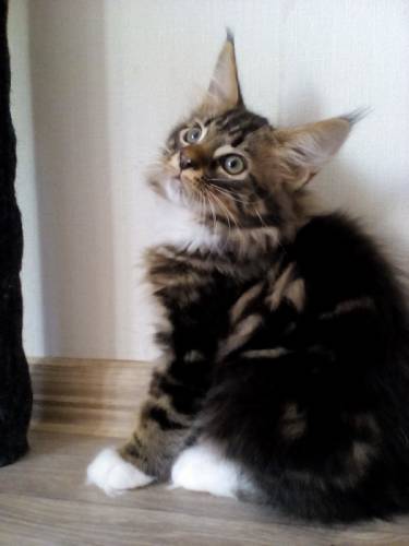 Котята мейн кун
