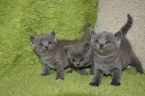 Котята британцы!!!!!Две девочки и мальчик!!!!