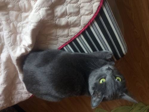 Отдаю чудесного кота 7 месяцев