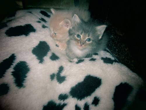 Котята красивые домашние в добрые руки.