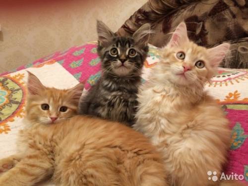 продаются недорого котята