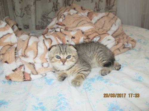 котята шотланской вислоухой