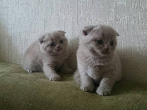 Плюшевые вислоухие котята 