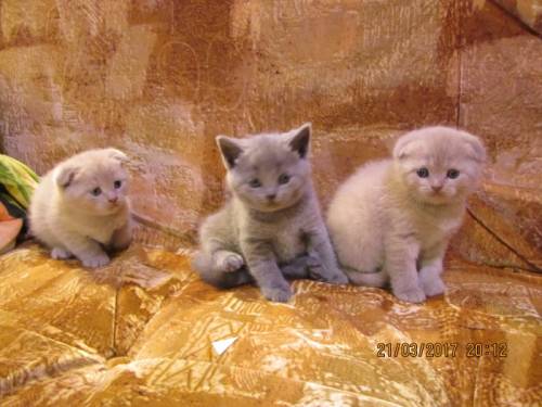 Продаются шотландские вислоухие котята