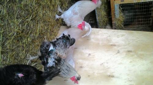 Продам домашних петухов