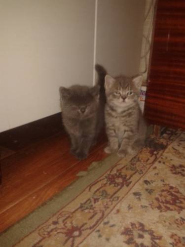 Продаются британские котята