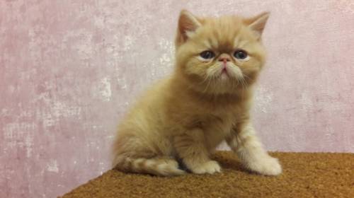 Продаю котят породы Экзот