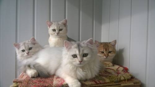 Чистокровные британские котята