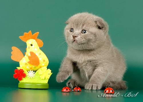 Котята вислоухие и страйт