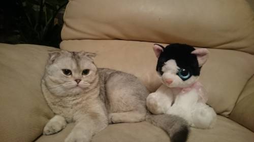 Шотландская вислоухая кошечка