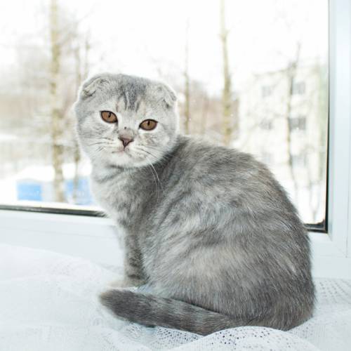 шотландка  скоттиш  фолд  Тиара