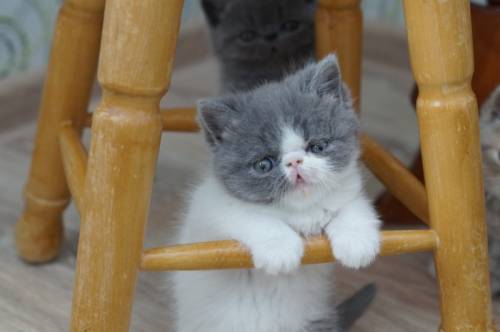 Котята породы экзот