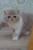 Котята породы экзот
