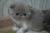 Котята породы экзот