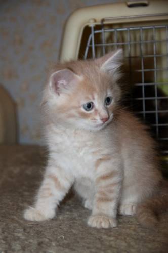 котята  сибирские