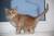 котята  сибирские