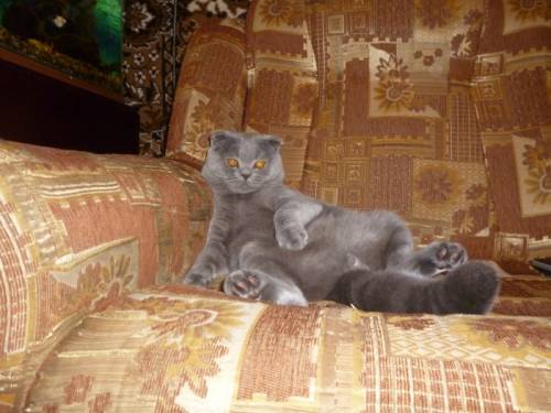 Вязка котов