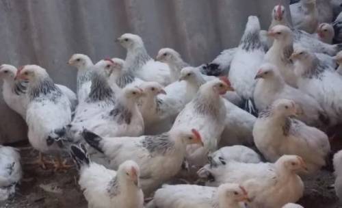 Продаём домашних птиц 