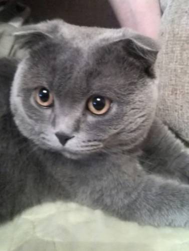 Вязка с котом