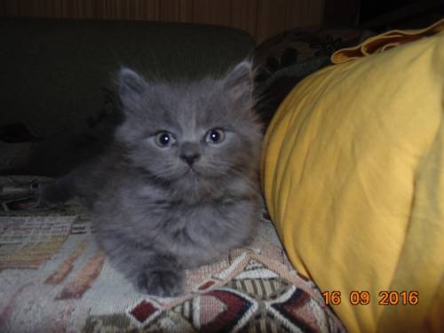 Котята