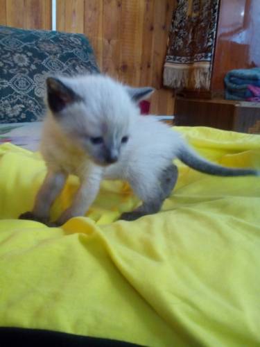 Котята