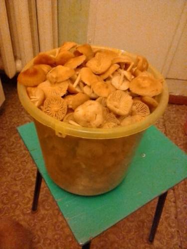 Продам вкусные опята 